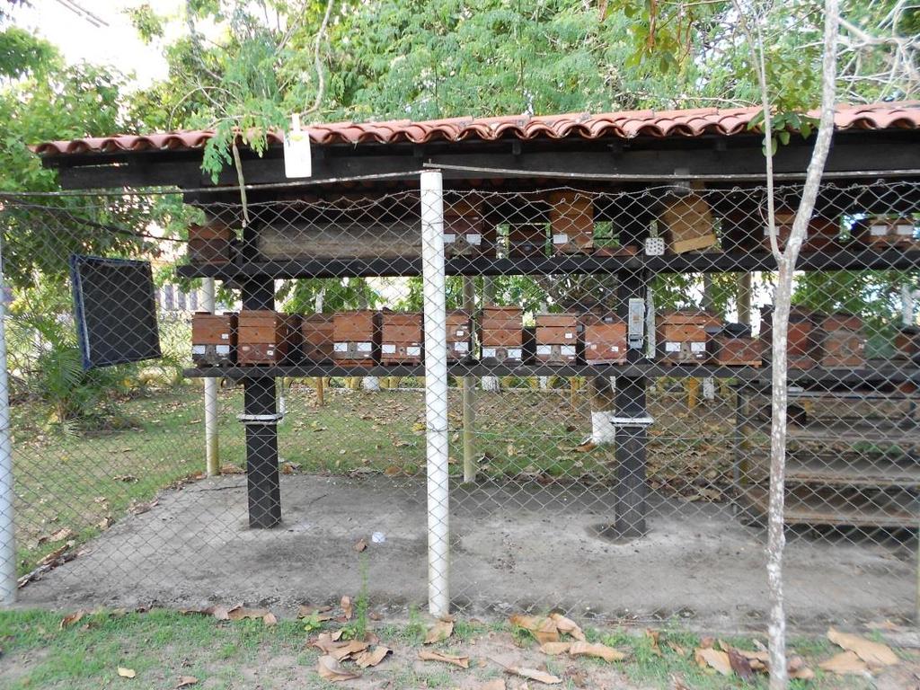 19 Figura 1. Vista geral do Meliponário do Grupo de Pesquisa Insecta da Universidade Federal do Recôncavo da Bahia (UFRB) com colônias de Melipona scutellaris instalada em caixa INPA.