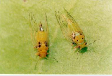 AMPOLA-DA-ERVA-MATE (Gyropsylla spegazziniana) O inseto adulto mede aproximadamente 2,5 mm de comprimento, sendo que as fêmeas são algo maiores do que os machos.