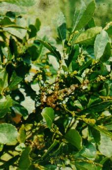 Raramente são encontradas nas folhas, contudo, durante o outono, escudos de machos podem ser observados na superfície inferior das folhas de plantas infestadas (Fig. 14).