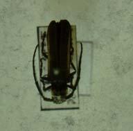 BROCA-DOS-PONTEIROS-DA-ERVA-MATE (Isomerida picticollis) Figura 15 Adulto da broca-dosponteiros-da-erva-mate, Isomerida picticollis (Coleoptera: Cerambycidae) Os adultos são besouros que medem em