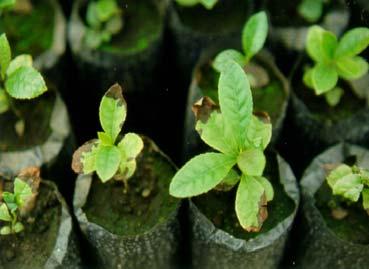 DOENÇAS DE IMPORTÂNCIA SECUNDÁRIA No viveiro, além das doenças já descritas, podem ocorrer também as podridões de raízes, causadas principalmente por Fusarium sp.e Pythium sp.