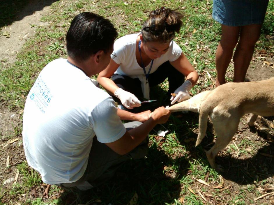 22 5.4 Colheita de sangue A punção venosa foi realizada através da veia cefálica ou safena, colhido por médicos veterinários (Figura 2), após autorização dos proprietários.