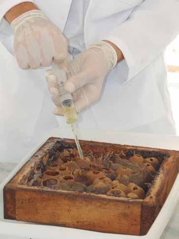 Produção de mel Para a colheita do mel o produtor deve usar uma bomba de sucção ou seringa e só retirar mel de potes que já estejam fechados.