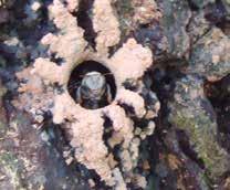 Ninho Os ninhos das abelhas-sem-ferrão são, em geral, construídos em ocos de árvores, ninhos