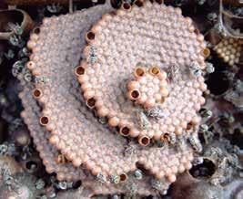 Foto: Bruno de Almeida Souza Figura 4: Tubo de entrada interno em ninho de iraí (Nannotrigona testaceicornis) As células de crias são