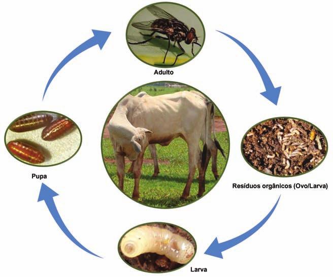180 Sistemas de integração lavoura-pecuária-floresta: a produção sustentável Ectoparasitas Moscas As moscas que parasitam bovinos podem ser hematófagas (se alimentam de sangue) ou causadoras de