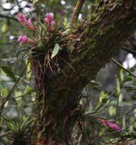 stricta var.