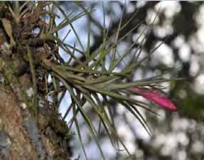 tenuifolia, hábito e