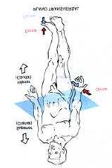 O Plano Transversal ou Horizontal divide o corpo em partes superior (cranial) e inferior (caudal).