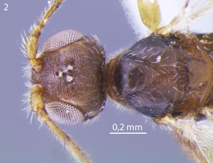 areolar indistinta, aréola areolada, áreas laterais areolada com pequena área granulosa, mesosterno granuloso. Prancha V. Heterospilus sp 5.