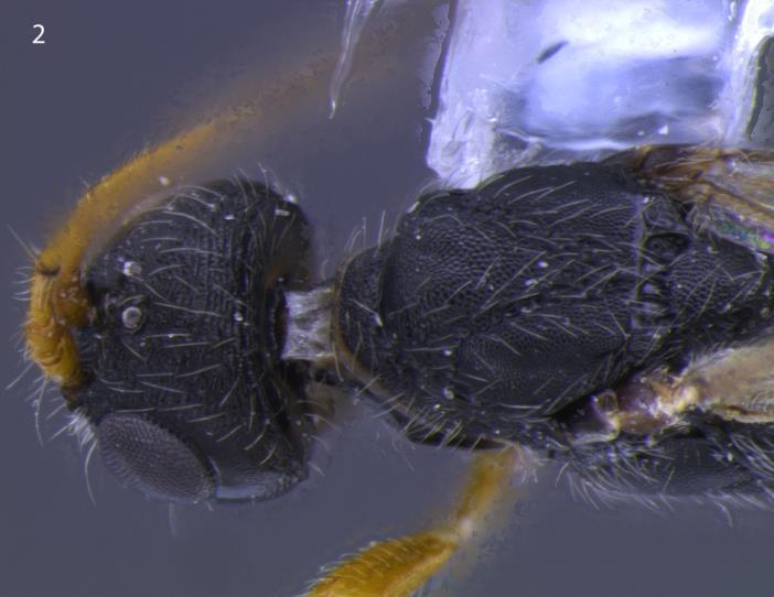mesossoma marrom escuro com mancha amarela no sulco pré-coxal; metassoma marrom escuro; nervuras das asas marrons, incluindo o estigma; todas as pernas amarelas.