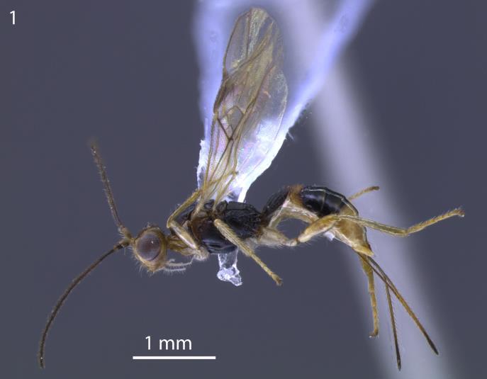 55 Prancha XVIII. Heterospilus sp 18. Holótipo, fêmea. 1, hábito; 2, vértex e mesoscuto; 3, vista dorsal.