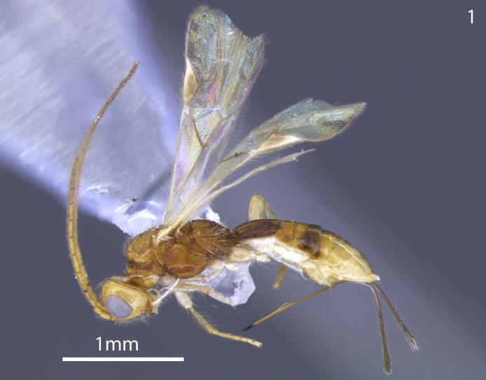 59 Comentários: Esta espécie é caracterizada por possuir a mesopleura, os lobos do mesoscuto e o escutelo lisos. Heterospilus sp 21 (Prancha XXI, 1-2) Fêmea.