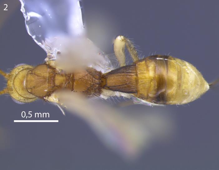 estigma; todas as pernas amarelas. Prancha XXI. Heterospilus sp 21. Holótipo, fêmea. 1, hábito; 2, vista dorsal.
