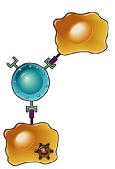 células infectadas e tumorais em Célula lesada Morte da