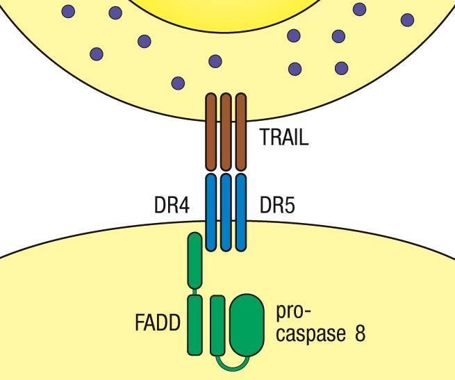 As células NK matam células infectadas por vírus por apoptose As células NK matam as células