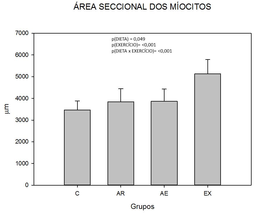 Gráfico 8 Área seccional dos miócitos grupos exercício (EX), controle (C),