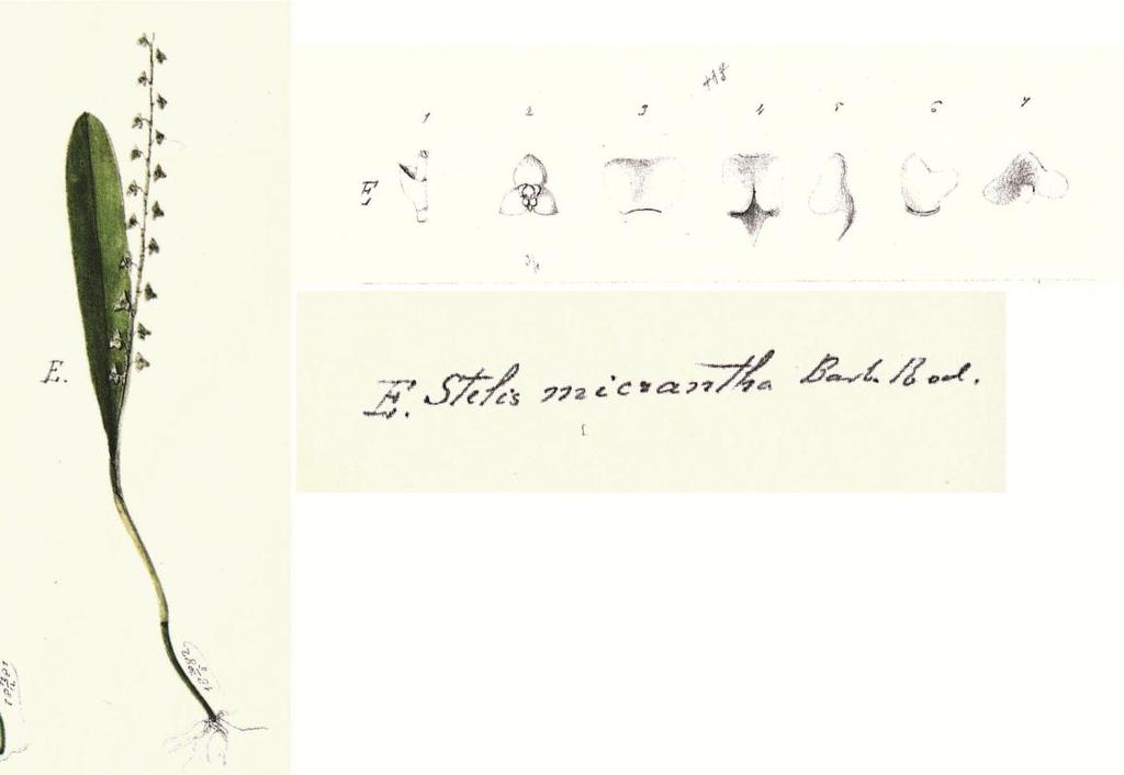 92 Figura 12 - Lectótipo de S. micrantha Barb. Rodr., ilustração original de J.