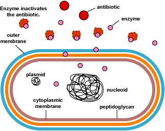 Mecanismos bioquímico-fisiológicos de resistência aos antimiccrobianos Produção de enzimas que destroem ou inativam o fármaco Relacionado à presença de plasmídeos R e os genes envolvidos muitas vezes