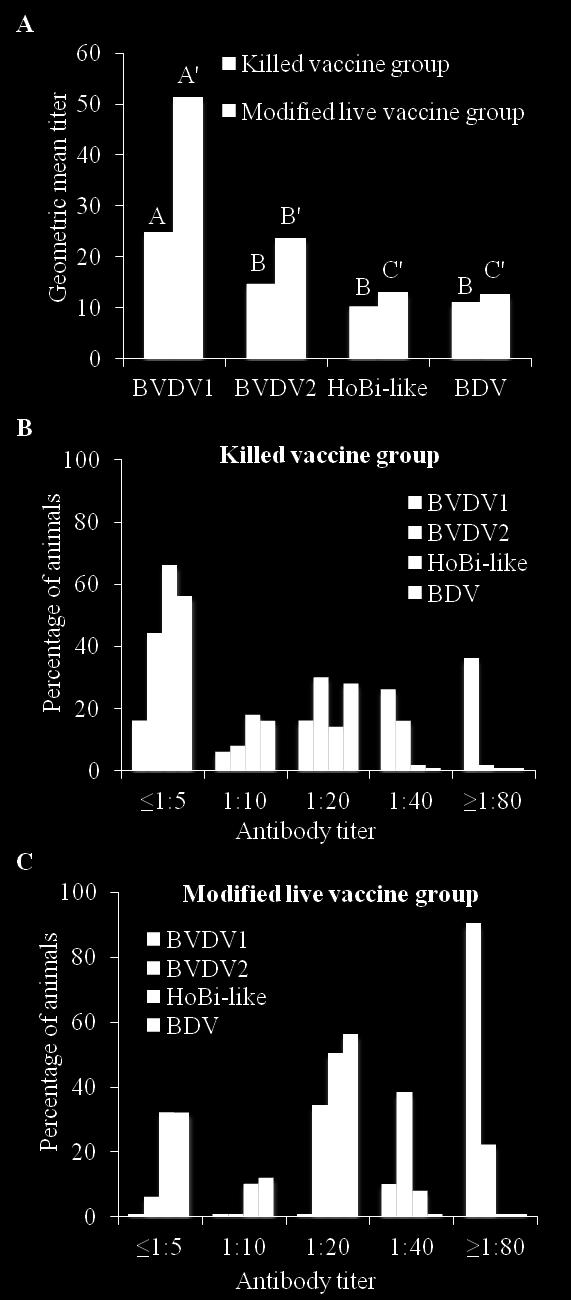 animals vaccinated either with a BVDV killed (KV) or modified live vaccines (MLV) (A).