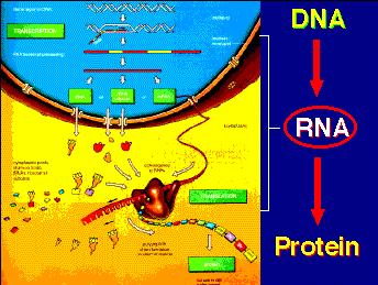 Proteômica Metabolômica (Van Ommen, 2004)