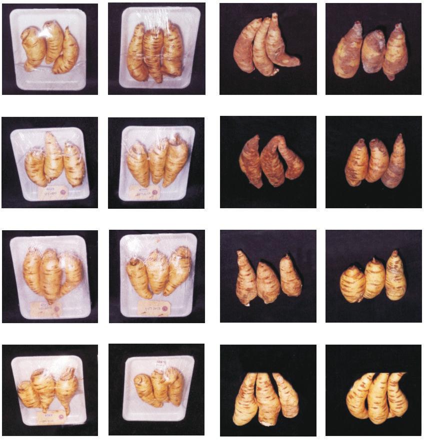 456 R.A. Ribeiro et al. indica perda de turgor em razão da desidratação excessiva (Herppich et al., 1999).