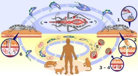 Figura 1 Ciclo da transmissão da doença de Chagas. Figura 1: Ciclo da transmissão e da interação parasita-hospedeiro do protozoário T. cruzi.