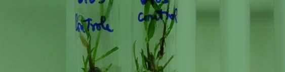 nas plantas-controle,