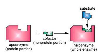 COFATORES Elemento com ação complementar ao sítio ativo as enzimas que auxiliam na formação de um ambiente ideal para ocorrer a reação química ou participam