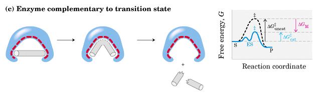 Enzima com sítio complementar à estrutura do estado de transição do substrato A bastonase possui uma estrutura