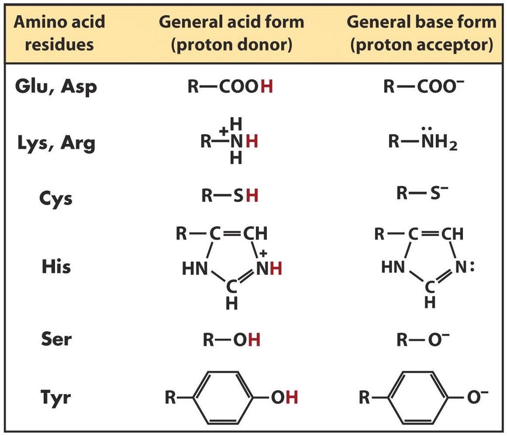 Aminoácidos que recebem ou doam prótons nos centro ativos das enzimas Isso explica a