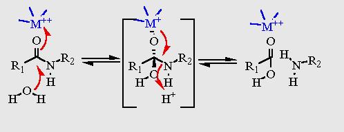 Catálise por íons metálicos Nesse tipo de catálise o íon (zinco, magnésio ou cálcio) estão ligados a aminoácidos do centro