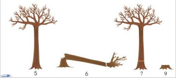 As plaquetas foram numeradas com 6 dígitos: os dois primeiros identificando o número da parcela, os dois seguintes identificando a subparcela, e os dois últimos o número da árvore (Figura 4).