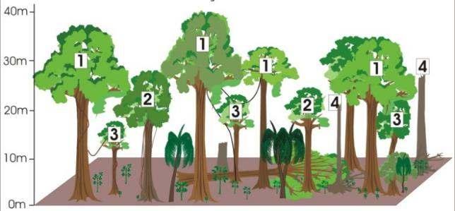 Figura 7. Tipos de danos nas árvores.