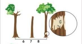 silvicultura; (5) Árvore com danos severos decorrente de causa natural; (6) Árvore com danos severos decorrentes da exploração; (7) Árvores com danos severos decorrente de tratamento silvicultural;