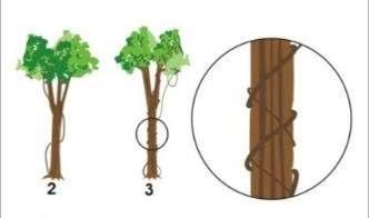 5.2.2.8 Avaliação da presença de Cipós A presença dos cipós nas árvores é determinada por meio de códigos numéricos onde é avaliado o grau de infestação dos cipós nas árvores observadas.