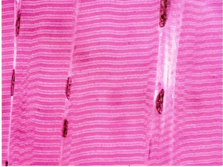 Anisotrópico: são birrefrinentes (IR diferente) Isotrópico: não é refringente (mesmo IR)