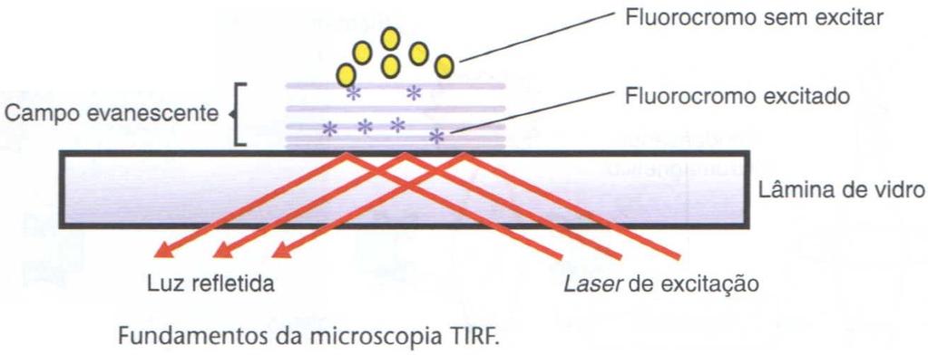 fluorocromo Em uma