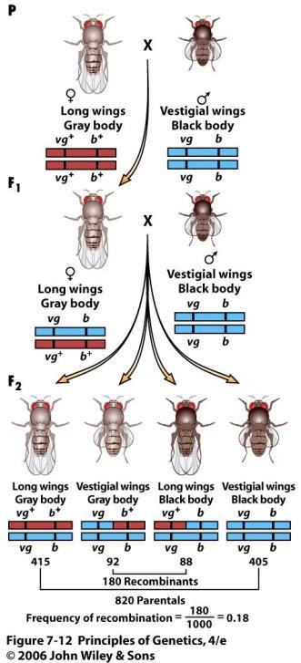 Cruzamento com Drosophila melanogaster asa normal - vg + > vg asa vestigial corpo cinza - + > corpo preto 27 LIGAÇÃO E PERMUTA CRUZAMENTO I = a F 1 carrega formas selvagens para os dois genes em um