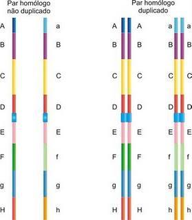 Genes Ligados 1 cromossomo muitos genes MAPA GENÉTICO QUANDO