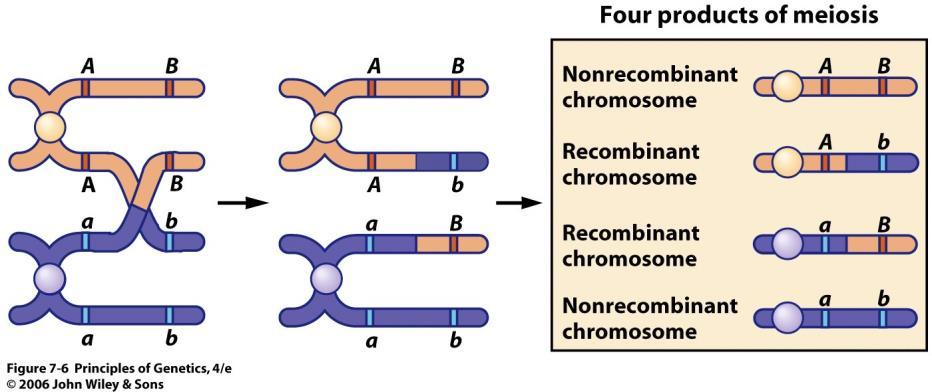 LIGAÇÃO Os genes (ou marcadores genéticos) localizados próximos, no mesmo cromossomo, tendem a permanecer unidos durante a gametogênese. Ou seja, eles não exiem Segregação Independente.