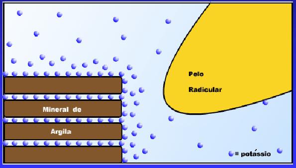 CONCENTRAÇÃO DE POTÁSSIO NA SOLUÇÃO DO SOLO
