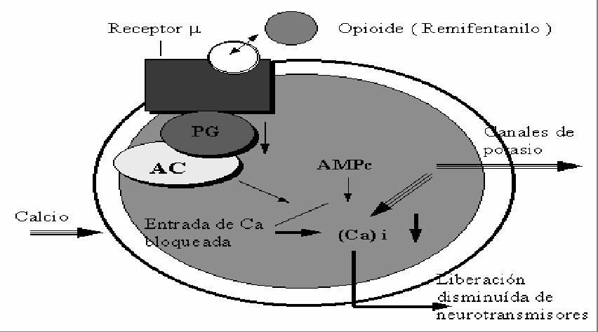 substância P. Esse efeito pode ser mediado pela hiperpolarização das células neuronais ao: Inibir a adenilato ciclase - AMPc.