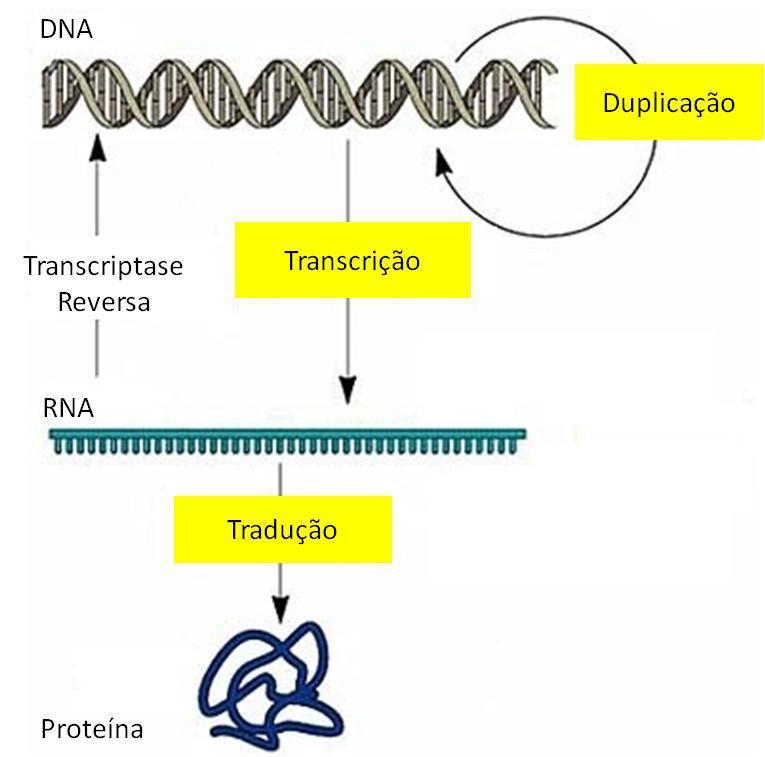 DOGMA DA GENÉTICA MOLECULAR