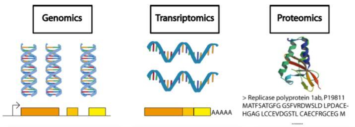 DOGMA DA GENÉTICA MOLECULAR Genômica Transcriptômica Proteômica Regiões codantes, introns,