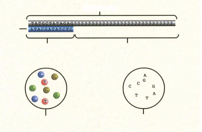 DNA Primer