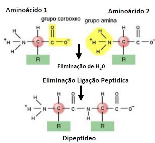 Proteínas: 1- O que são? 2- Qual a estrutura?