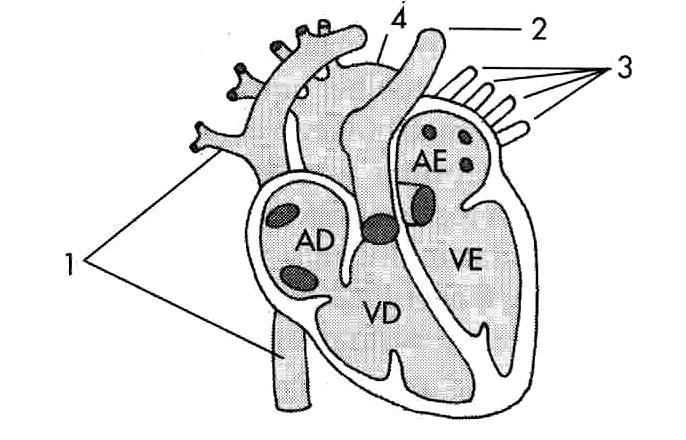 b) arterial e chega através das veias pulmonares c) venoso e chega através das artérias pulmonares d) venoso e chega através das veias pulmonares e) arterial e chega através da artéria aorta 27.