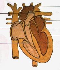 Ficha de Treino FT SC4 1. Indica: Qual a função do sistema circulatório. Como é constituído o coração. Como comunicam as suas cavidades entre si. 2.
