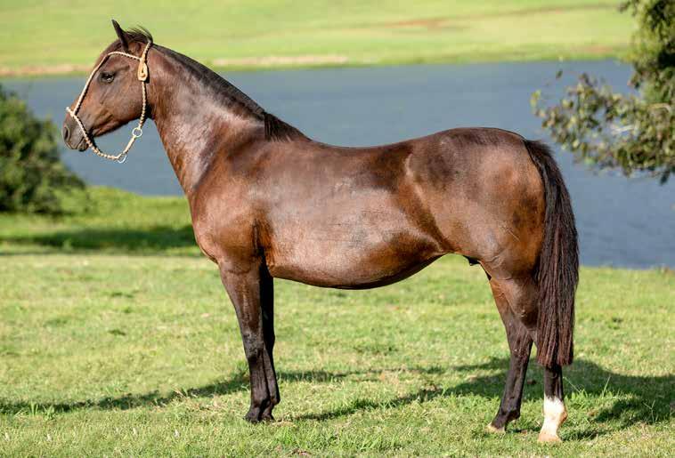 LAS CALLANAS DIOLINDA SBB: B220484 COLORADA FÊMEA 27/10/2002 Das lindas chilenas que já pisaram no Brasil. Diolinda tem estrutura, feminilidade e um relevo muscular impressionante.